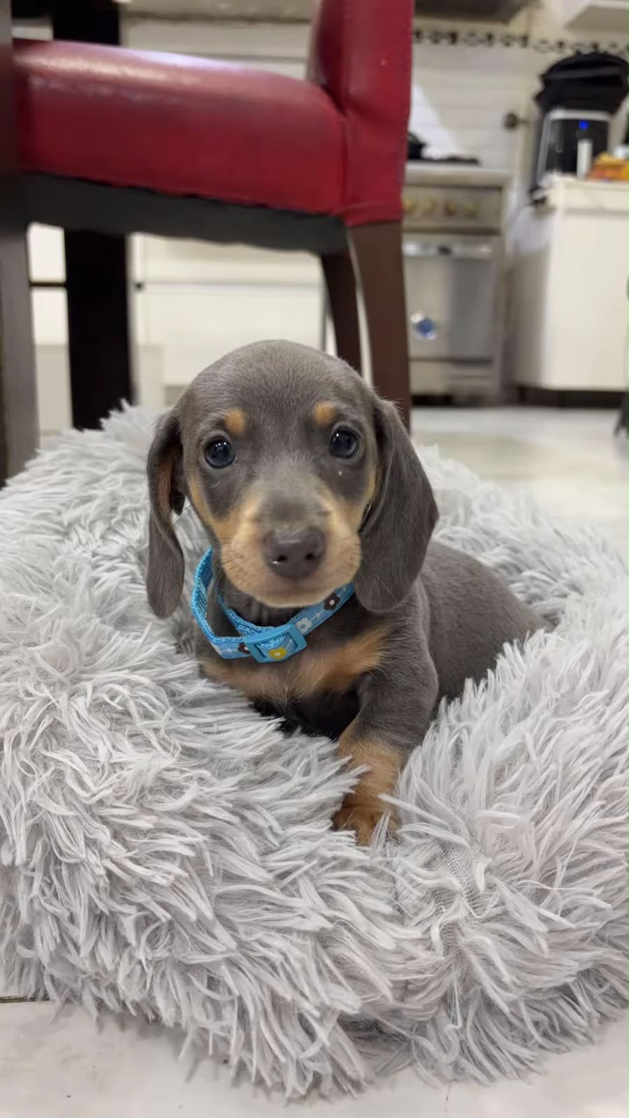 Polo · Dachshund · Woods Puppys